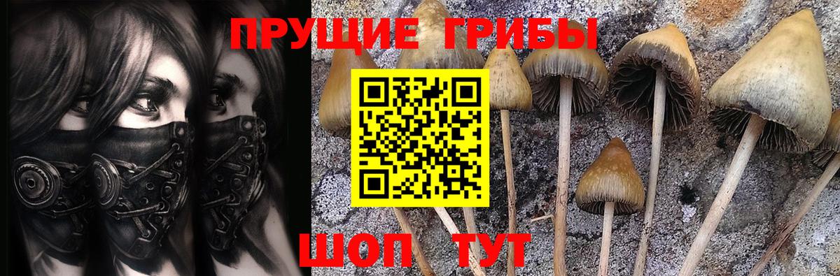 Мурманск  Псилоцибиновые грибы Psilocybine cubensis  Вход с VPN 